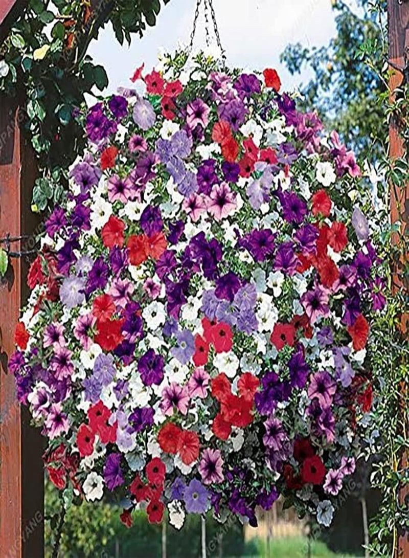 GGOOT 100pcs Mixed Color Petunia Seeds Adaptable Don't Need Much Care Window Frame Hanging Basket Decoration Flower Planting Perennial - Image 1