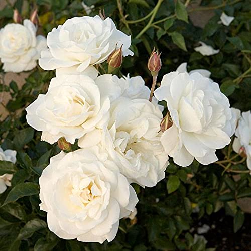 SelfLine Miniature Rose Button Rose White Plant Mini Rose Rosa GulabClimbing Miniature Rose - Image 2