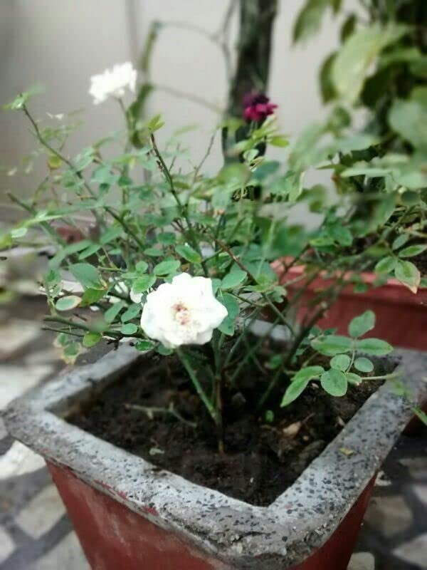 SelfLine Miniature Rose Button Rose White Plant Mini Rose Rosa GulabClimbing Miniature Rose - Image 1