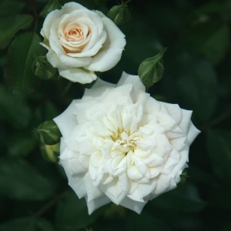 SelfLine Miniature Rose Button Rose White Plant Mini Rose Rosa GulabClimbing Miniature Rose - Image 3