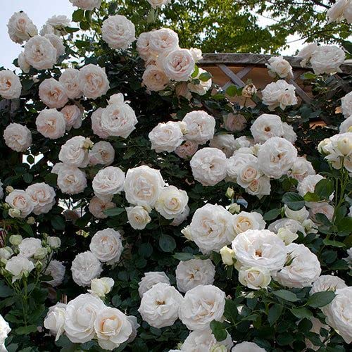 SelfLine Miniature Rose Button Rose White Plant Mini Rose Rosa GulabClimbing Miniature Rose - Image 4