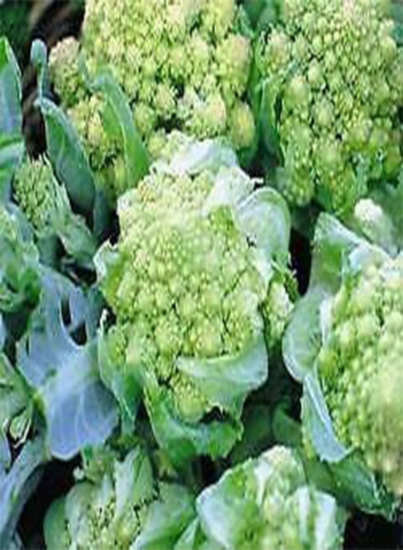 GGOOT Seeds of Vegetable Cauliflower Romanesco