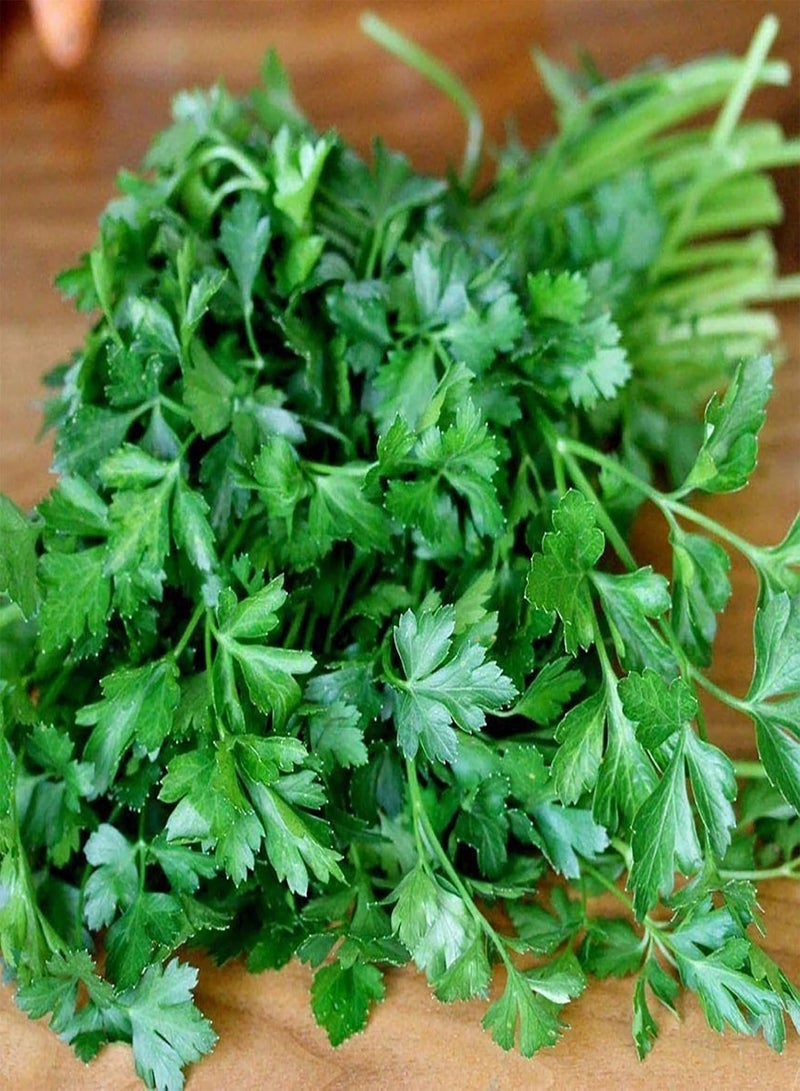 جي جوت 100 قطعة/كيس من بذور البقدونس غنية بالفيتامينات وسهلة العناية، بذور البقدونس العطرية ذات الأوراق المسطحة ذات اللون الأخضر الداكن، مناسبة لحديقة المنزل والنباتات، بذور البقدونس - Image 3