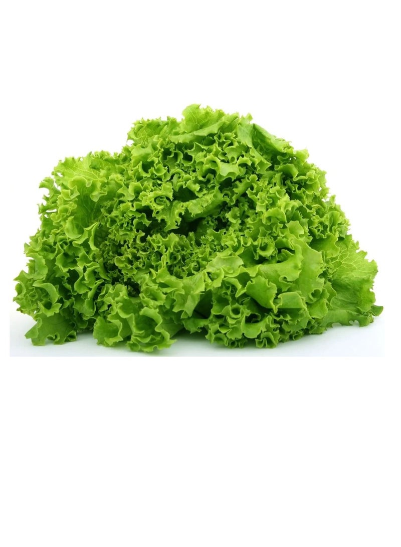 Euro Garden Euro Garden Lettuce  - Image 1