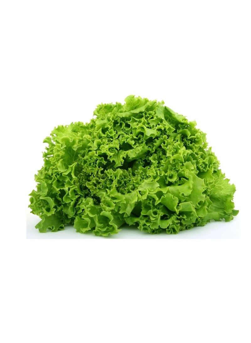Euro Garden Euro Garden Lettuce  - Image 3