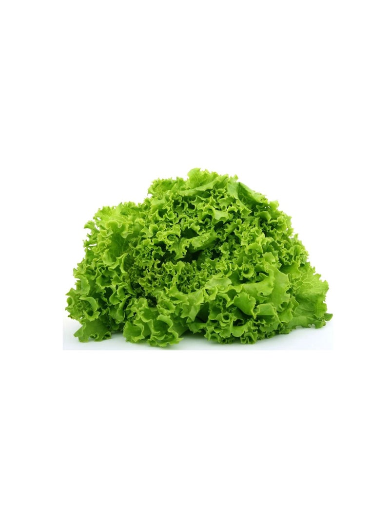 Euro Garden Euro Garden Lettuce  - Image 2