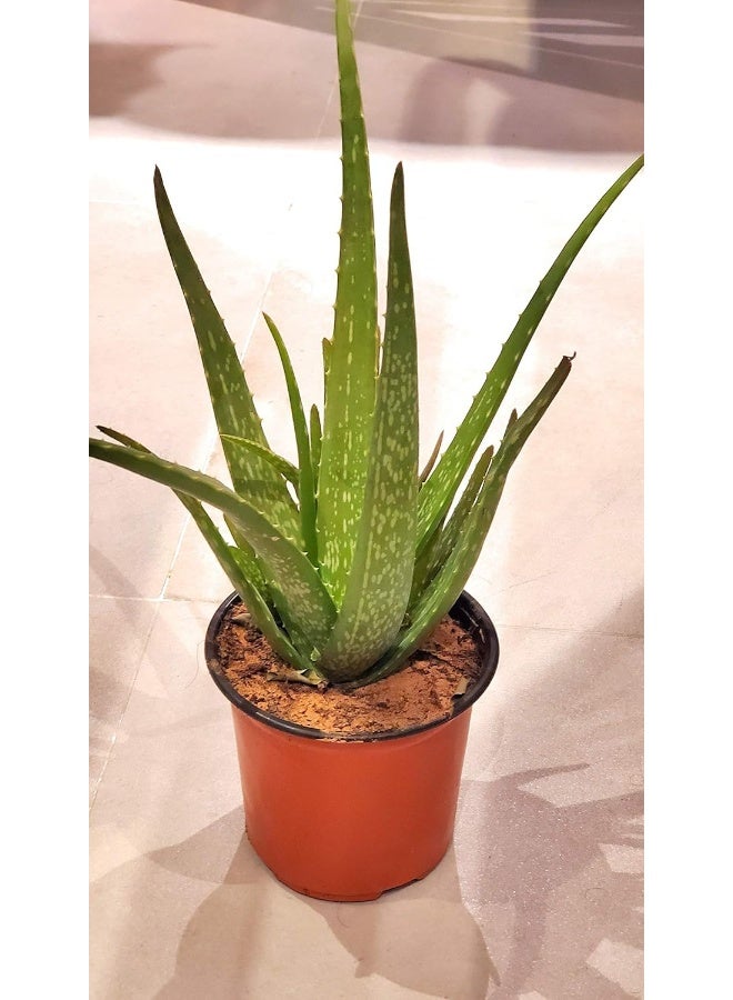 Earth Aloe Vera Plant - Image 1