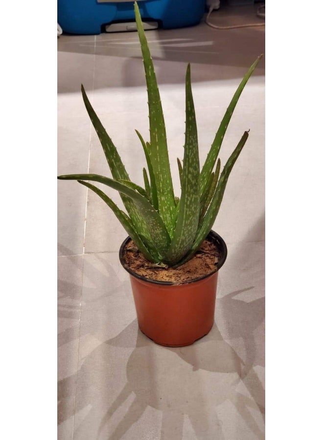 Earth Aloe Vera Plant - Image 2