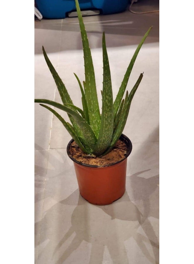 Earth Aloe Vera Plant - Image 4