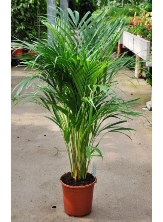 نبات نخيل داخلي في وعاء تيراكوتا 20 سم من اريكا، شجرة نخيل طبيعية حية - Image 3