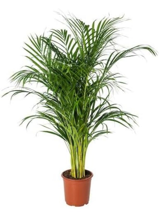 نبات نخيل داخلي في وعاء تيراكوتا 20 سم من اريكا، شجرة نخيل طبيعية حية - Image 2