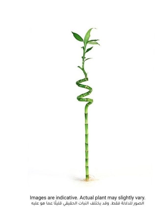 Generic - Natural Spiral Lucky Bamboo Tree - Decorative Indoor Plant for Home or Office – Home décor & gift item - Image 1