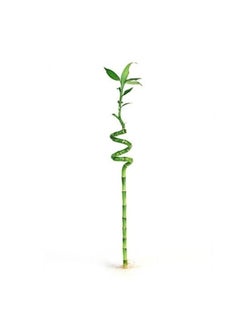 Natural Spiral Lucky Bamboo Tree - Decorative Indoor Plant for Home or Office – Home décor & gift item