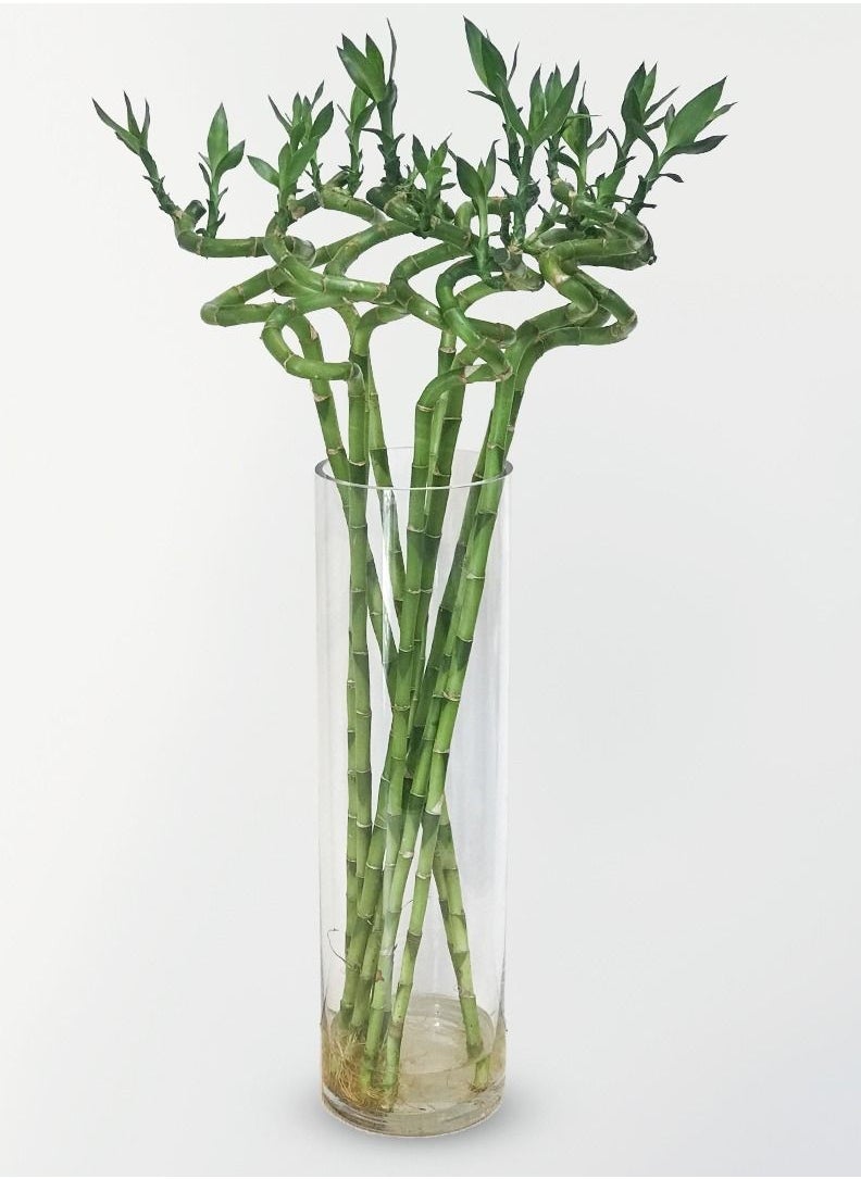 Generic - Natural Spiral Lucky Bamboo Tree - Decorative Indoor Plant for Home or Office – Home décor & gift item - Image 1