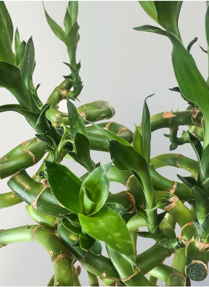 Generic - Natural Spiral Lucky Bamboo Tree - Decorative Indoor Plant for Home or Office – Home décor & gift item - Image 1