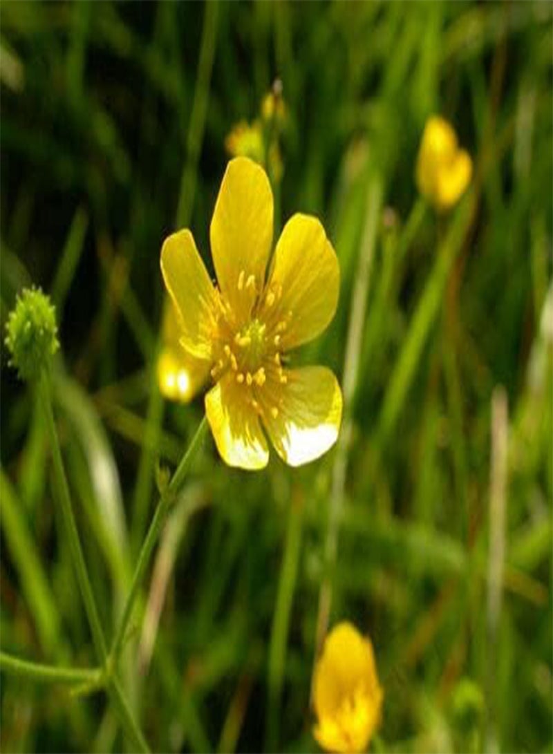 GGOOT Meadow Buttercup - 500 Seeds - Ranunculus acris - Wildflower Perennial - Image 2