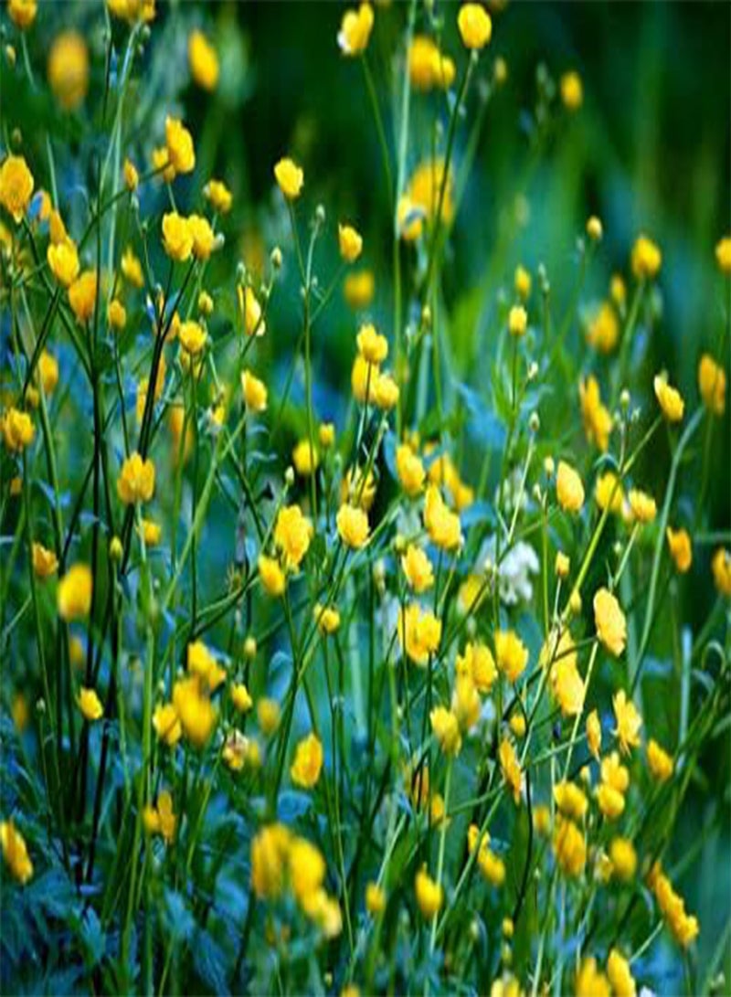 GGOOT Meadow Buttercup - 500 Seeds - Ranunculus acris - Wildflower Perennial - Image 1