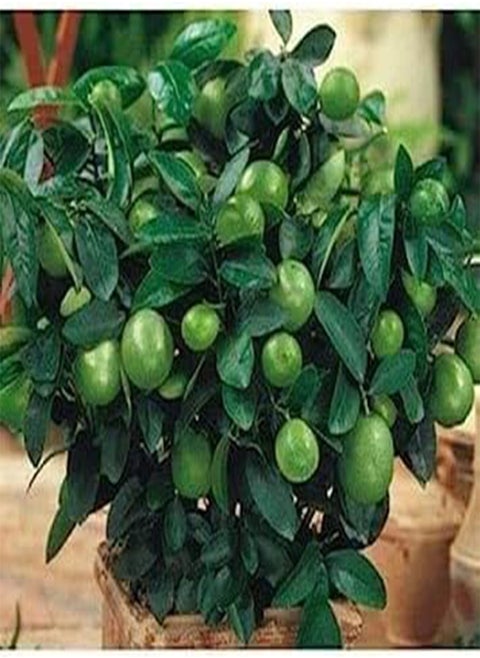 Seeds. 20 pcs Lemon Bonsai New drawf agramsero from Organic Fruit for The House with Easy Garden Supplies Exotic Grow Citrus in Bonsai vase agramsero Fresh Seeds: 12: Only Seeds