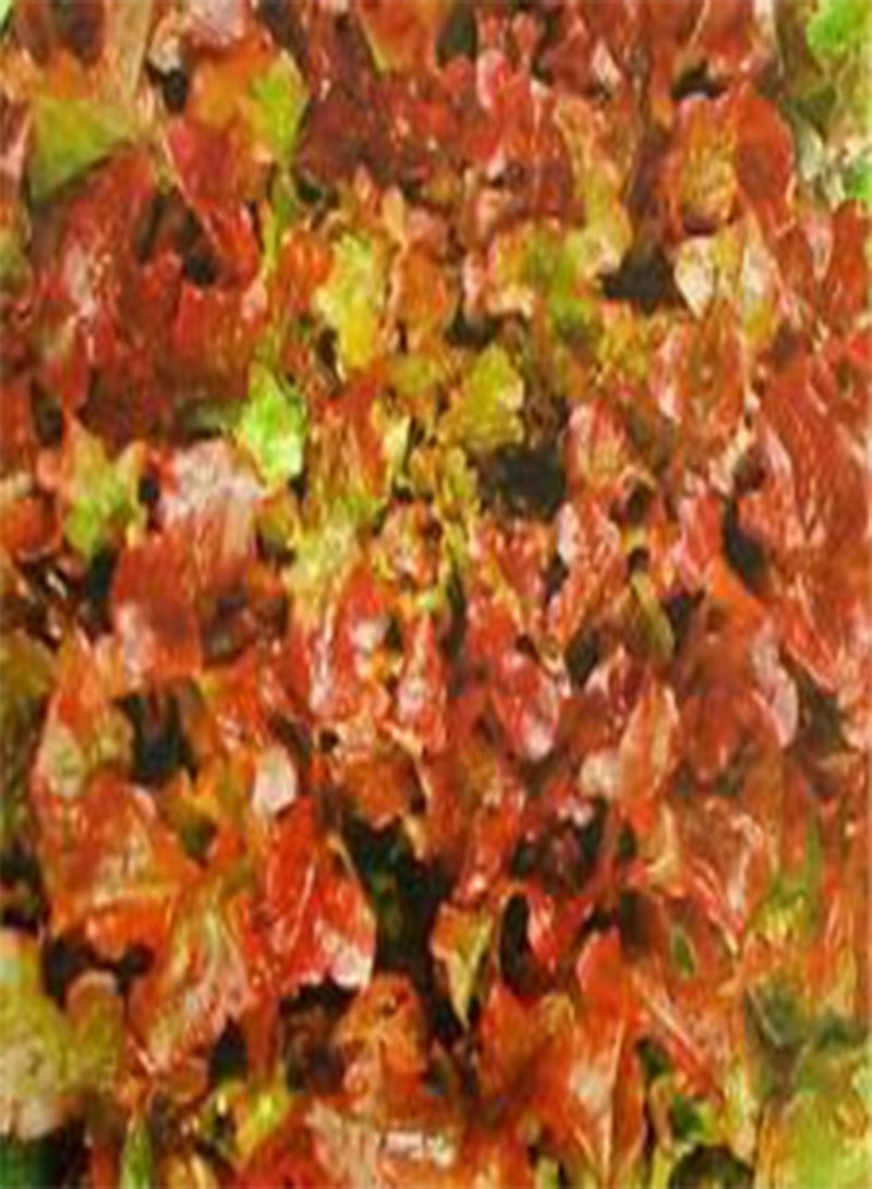 Lettuce LOOSELEAF RED Sails Lactuca Sativa - 500 Bulk (PKD) Seeds