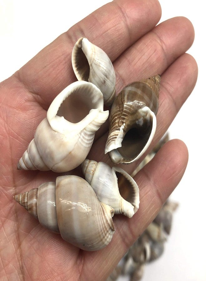 PEPPERLONELY Brown Marginellas Hermitcrab Sea Shells, 6 OZ Approx. 100+PC Shells, 1 Inch ~ 1-1/2 Inch - Image 1