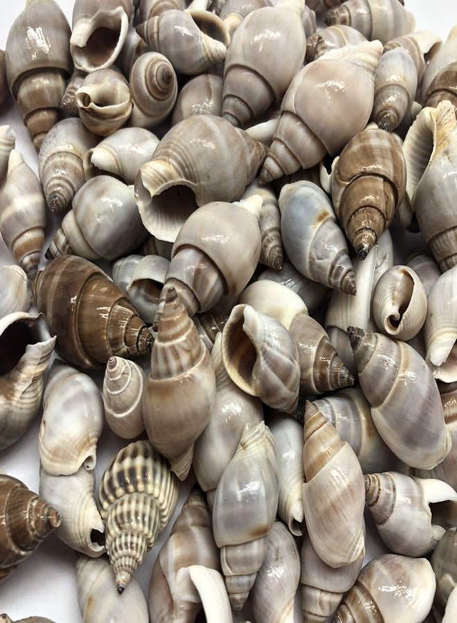 PEPPERLONELY Brown Marginellas Hermitcrab Sea Shells, 6 OZ Approx. 100+PC Shells, 1 Inch ~ 1-1/2 Inch - Image 2