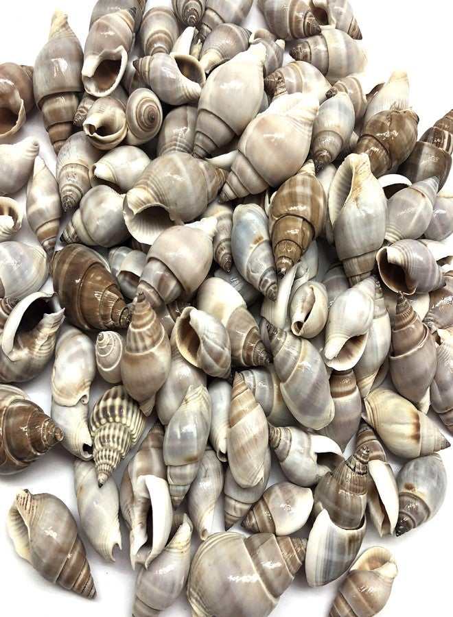 PEPPERLONELY Brown Marginellas Hermitcrab Sea Shells, 6 OZ Approx. 100+PC Shells, 1 Inch ~ 1-1/2 Inch - Image 3