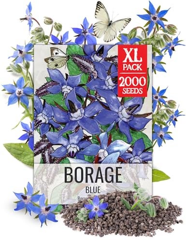 Seed Needs Blue Borage Seeds for Planting Herb Seed | 2,000+ Heirloom Seeds Non GMO Untreated | 1.5 Ounce XL Pack Borage Flower Seed | Blue Edible Star Flowers Attracts Pollinators - Image 1