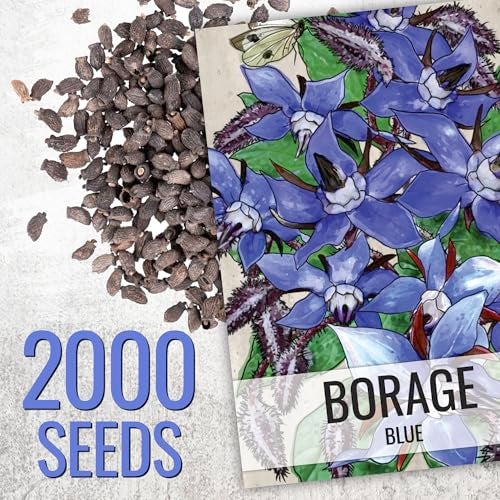 Seed Needs Blue Borage Seeds for Planting Herb Seed | 2,000+ Heirloom Seeds Non GMO Untreated | 1.5 Ounce XL Pack Borage Flower Seed | Blue Edible Star Flowers Attracts Pollinators - Image 3