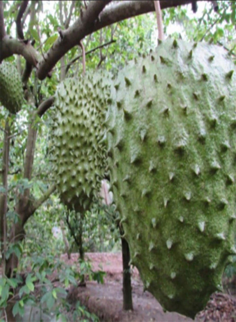 GGOOT Seed for Planting,25Pcs/Bag Sakyamuni Seeds Nutritive Disease Resistant Compact Fresh Natural Custard Apples Seeds for Courtyard Sakyamuni Seeds-Seed - Image 2