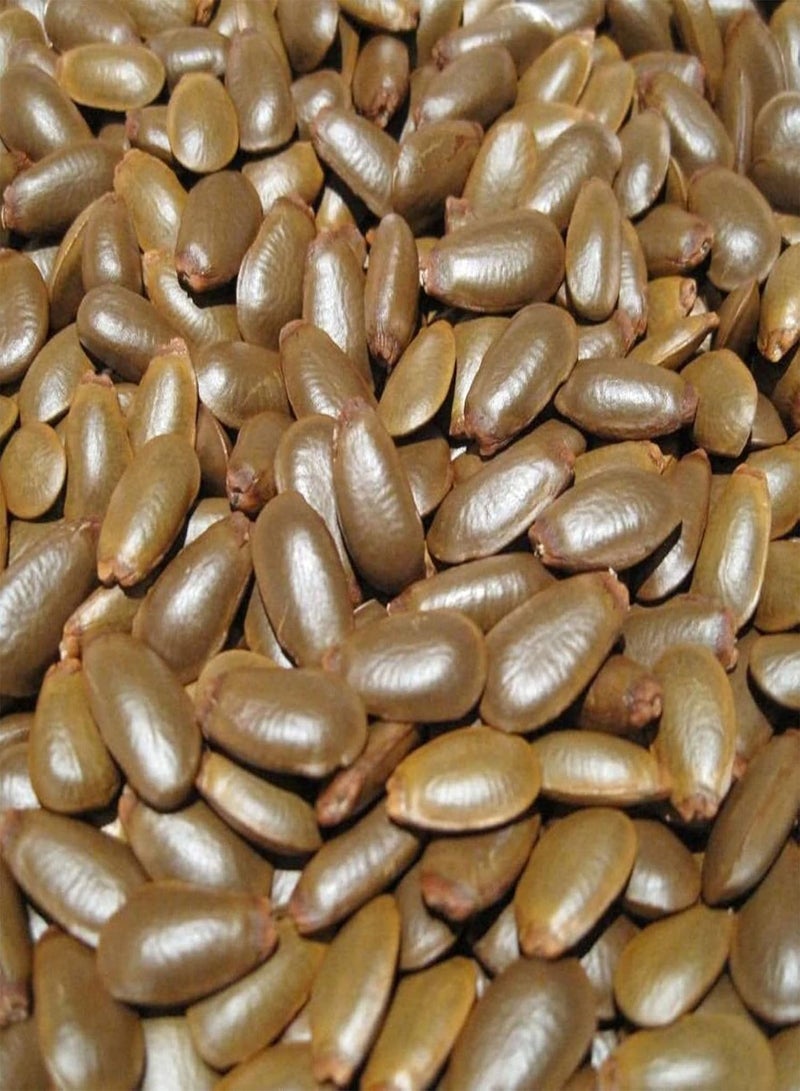 GGOOT Seed for Planting,25Pcs/Bag Sakyamuni Seeds Nutritive Disease Resistant Compact Fresh Natural Custard Apples Seeds for Courtyard Sakyamuni Seeds-Seed - Image 3