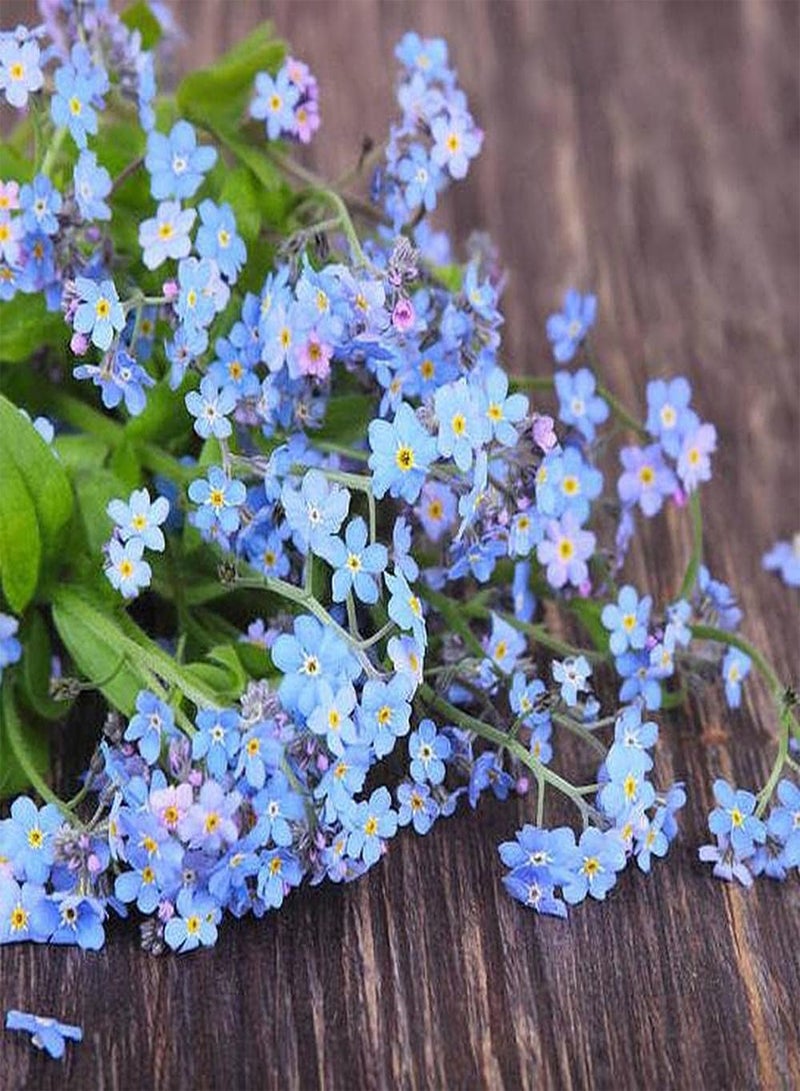 جي جوت 500 قطعة من بذور Forget Me Not، زهور زرقاء أنيقة للزراعة في المناظر الطبيعية، وهي مادة مثالية لصنع تنسيقات الزهور والباقات - Image 2