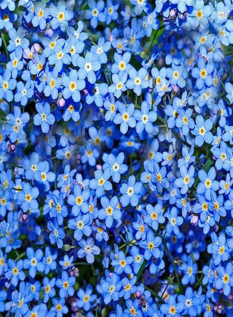 جي جوت 500 قطعة من بذور Forget Me Not، زهور زرقاء أنيقة للزراعة في المناظر الطبيعية، وهي مادة مثالية لصنع تنسيقات الزهور والباقات - Image 1