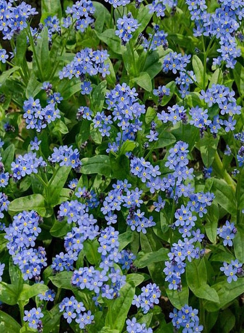 جي جوت 500 قطعة من بذور Forget Me Not، زهور زرقاء أنيقة للزراعة في المناظر الطبيعية، وهي مادة مثالية لصنع تنسيقات الزهور والباقات - Image 3
