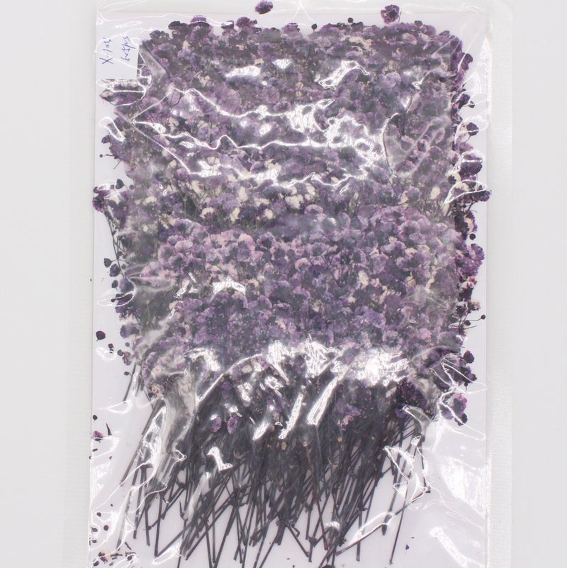 Gypsophila Dried Flower Flower Natural Plant Teaching Specimen Diy Dropping Glue Mobile Phone Case Po Frame Children'S Activity Material - Image 1