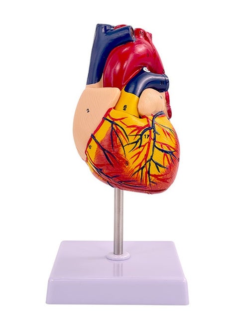 Human Heart Model, Anatomically Accurate Numbered Life Size Heart Medical Model with 34 Anatomical Structures