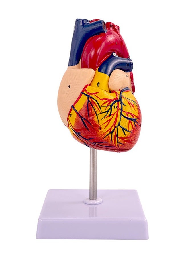 Unewshi - Human Heart Model, Anatomically Accurate Numbered Life Size Heart Medical Model with 34 Anatomical Structures - Image 1