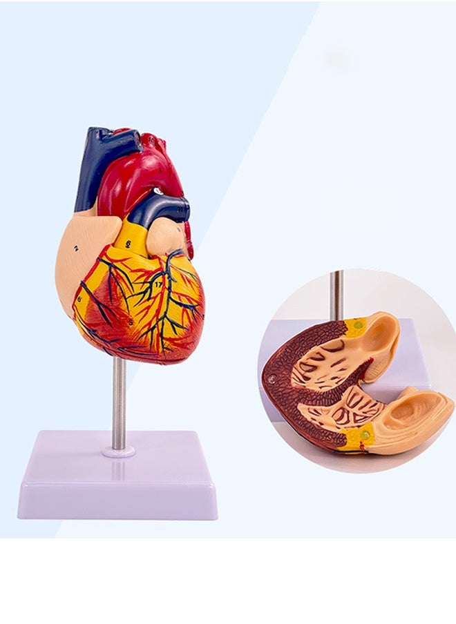 Unewshi - Human Heart Model, Anatomically Accurate Numbered Life Size Heart Medical Model with 34 Anatomical Structures - Image 1
