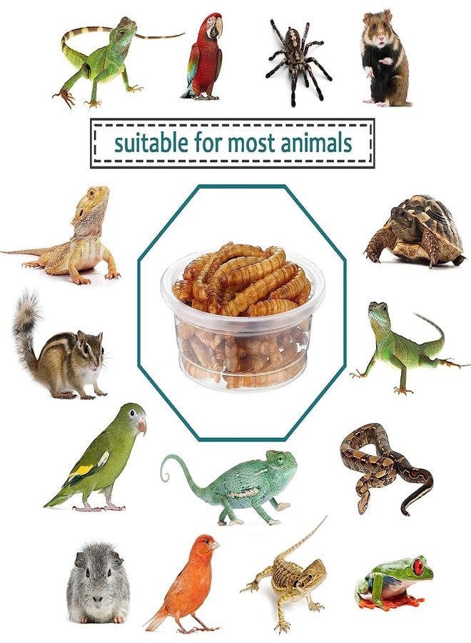 YOJOR 0.5oz Crested Gecko Food and Water Feeding Cups, Reptile Feeder Bowls, Plastic Replacement Food Dish for Lizard and Other Small Pet Ledge Accessories (100 pcs) - Image 5