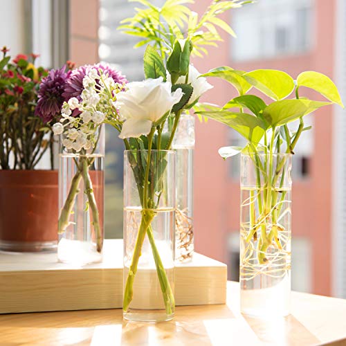 Vumdua 4 Pack Glass Planters, Clear, 5.9 in H x 1.85 in D, Suitable for Most Water Plants, Perfect for DIY Propagation Station, Easy to Install, Elegant and Functional - Image 4