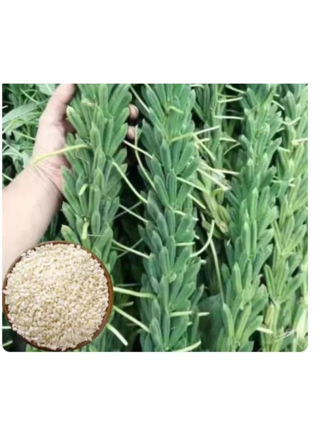 10Gram White Sesame Seeds for Planting - Image 1
