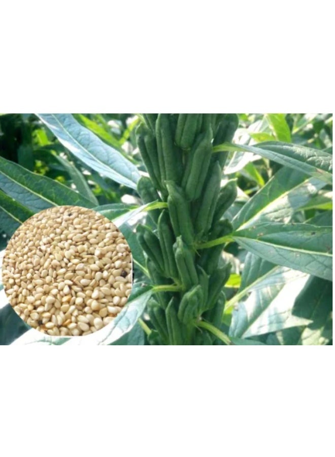 10Gram White Sesame Seeds for Planting - Image 3