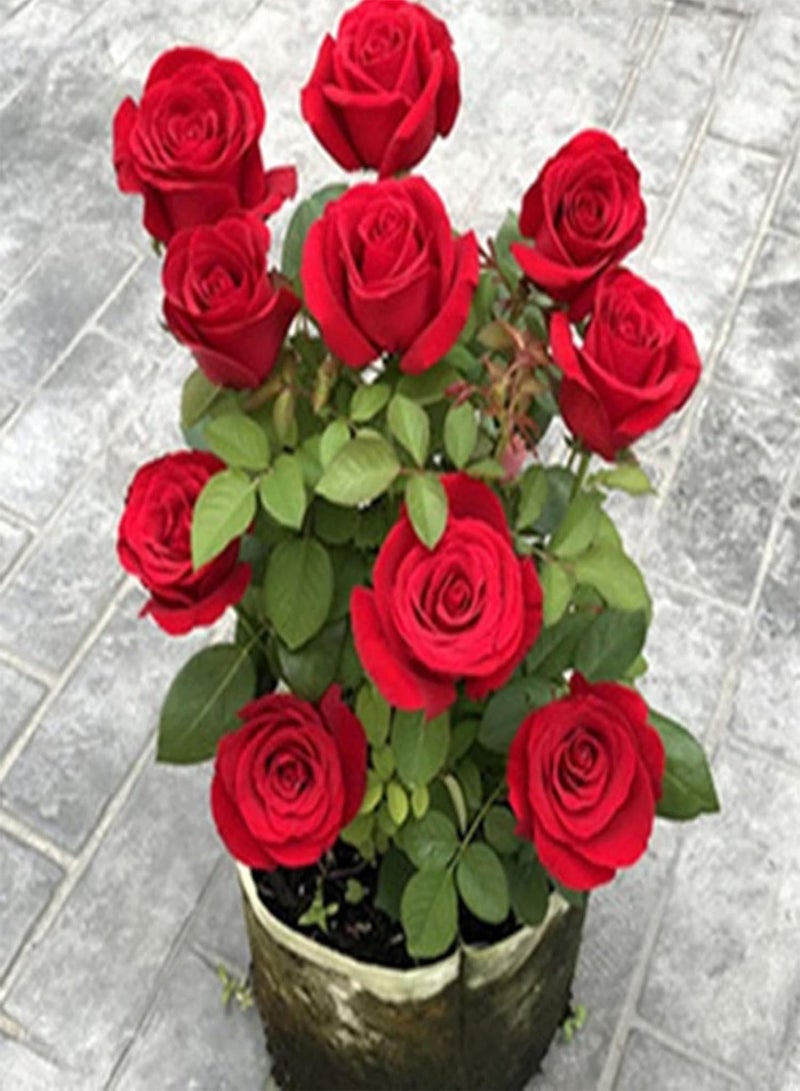 GGOOT 1 Bag Seeds, Prolific High Yield Natural High Survival Rate Rose Seeds for Home - Red - Image 1