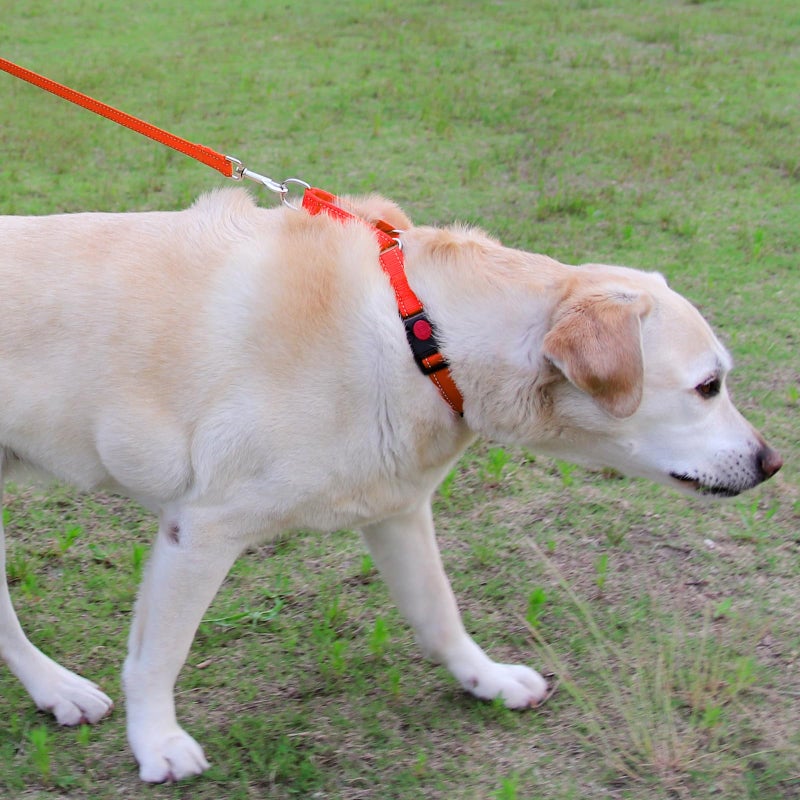 Joytale Martingale Collar for Dogs, Reflective Heavy Duty for Safety, Quick Release Buckle, Adjustable Nylon Collars for Small Dogs Walking Training, Orange,S - Image 4