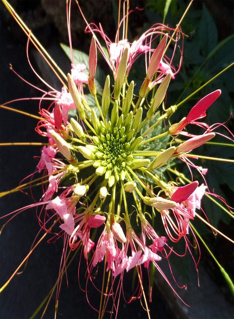 جي جوت 200 قطعة من بذور زهر العسل ذات الشكل الفريد ضرورية في المناظر الطبيعية للحديقة، بذور الزهور العائلية المعمرة سهلة الزراعة ومناسبة للمبتدئين - Image 2