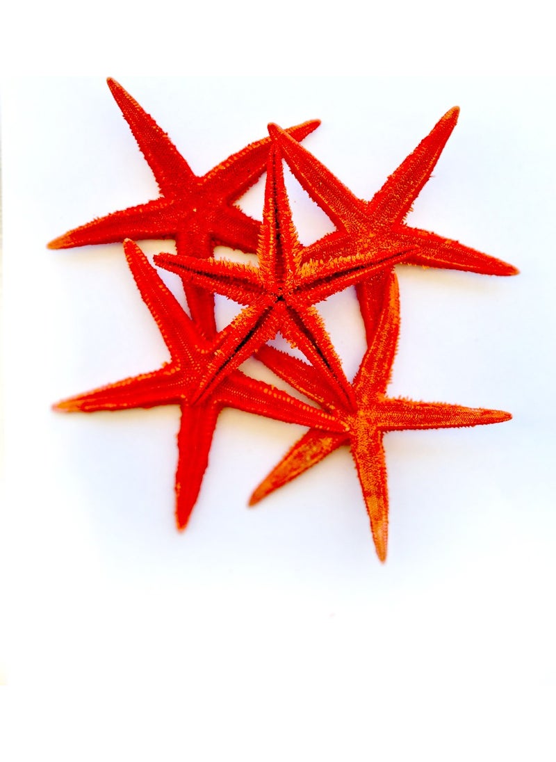 Ocean Breeze Turquoise Gift for Your Home Real Starfish 10-11 Cm-Red-5 Pieces - pzsku/ZC4B82A101794F4E2F664Z/45/_/1736972010/9927f962-f9ee-4c3e-ae9a-101db1810d52