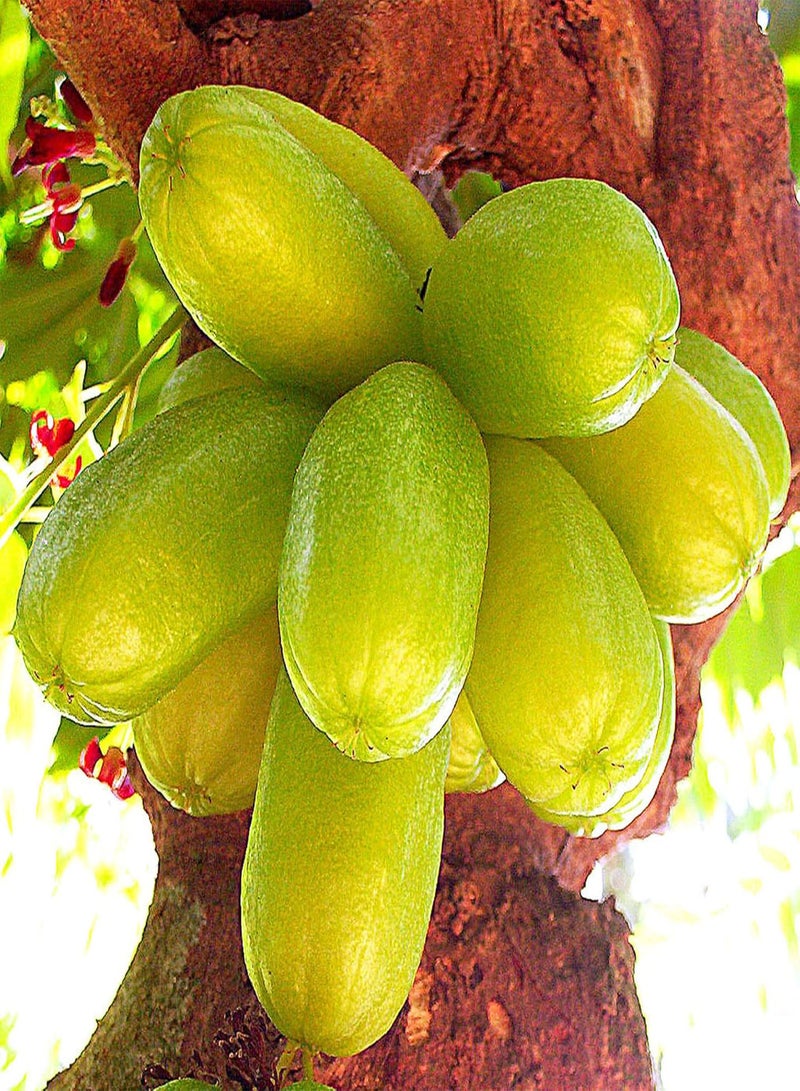GGOOT Averrhoa Bilimbi-Cucumber Tree,Tree Sorrel 5 Seeds Multipurpose Pickle Practical Trees - Image 3