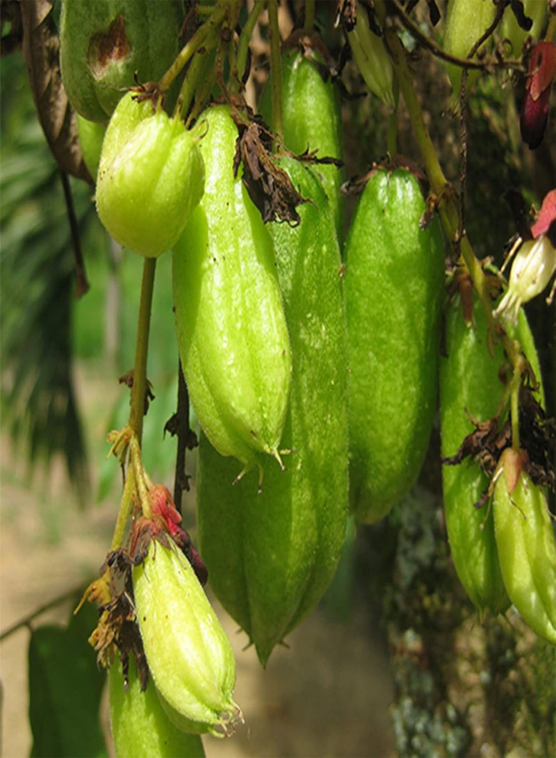 GGOOT Averrhoa Bilimbi-Cucumber Tree,Tree Sorrel 5 Seeds Multipurpose Pickle Practical Trees - Image 2