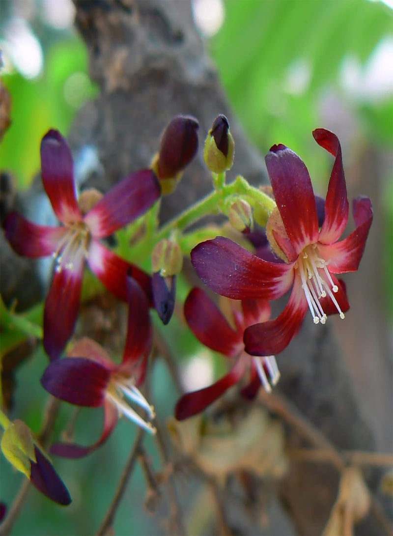 GGOOT Averrhoa Bilimbi-Cucumber Tree,Tree Sorrel 5 Seeds Multipurpose Pickle Practical Trees - Image 5