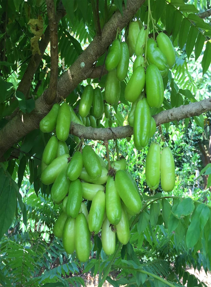 GGOOT Averrhoa Bilimbi-Cucumber Tree,Tree Sorrel 5 Seeds Multipurpose Pickle Practical Trees - Image 4