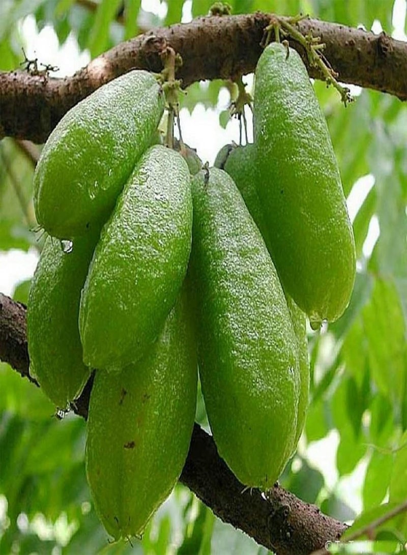 GGOOT Averrhoa Bilimbi-Cucumber Tree,Tree Sorrel 5 Seeds Multipurpose Pickle Practical Trees - Image 1